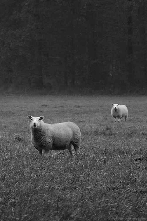 Texel Sheep