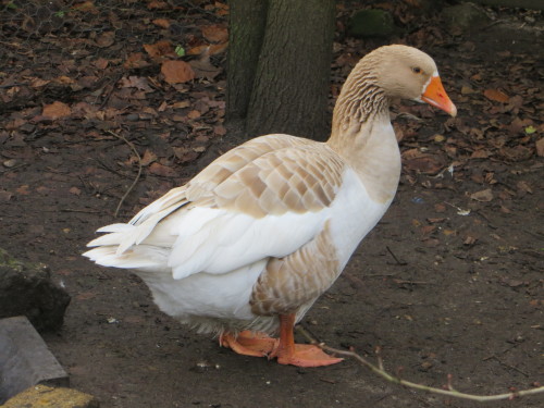 Lovely Rhoda in the duck pen pretending that she’s just there by chance and it has nothing to do wit