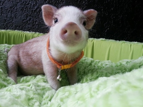 babypig