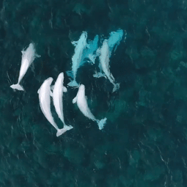 ooh-love:See Hundreds of Beluga Whales Gathering in the Arctic
