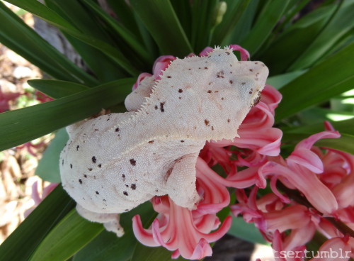 tser:I have been waiting for warm enough weather to take my geckos outside for soooo long. Remember 