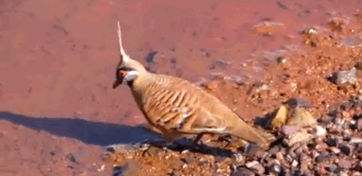 gallusrostromegalus:sightwatcher:becausebirds:The beautiful, ancient-looking Spinifex Pigeon found i