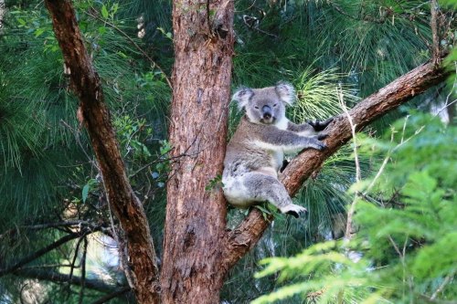 oceaniatropics: a koala at The Channon, NSW, Australia