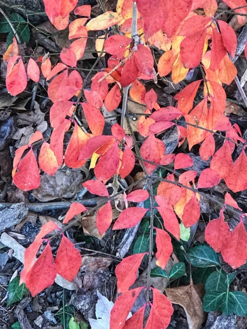 About the Last of the Autumn Color, Daniels Run Park, Fairfax City, 2017.