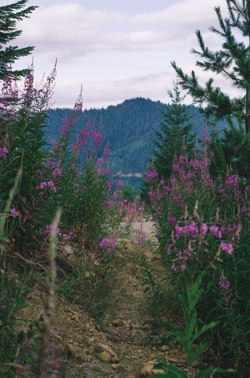 Fireweed on Mt. Ellinor Prints