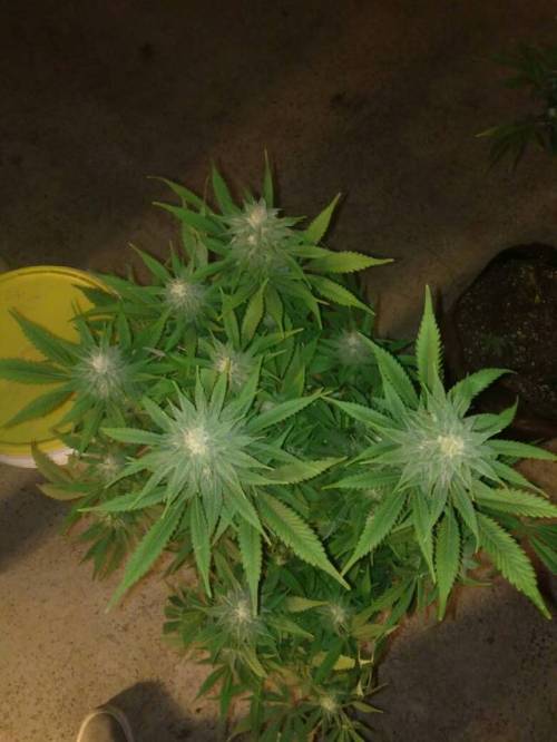 melissapot: strain marijuana kush stoner 420 cannabis weedherb ganja pot