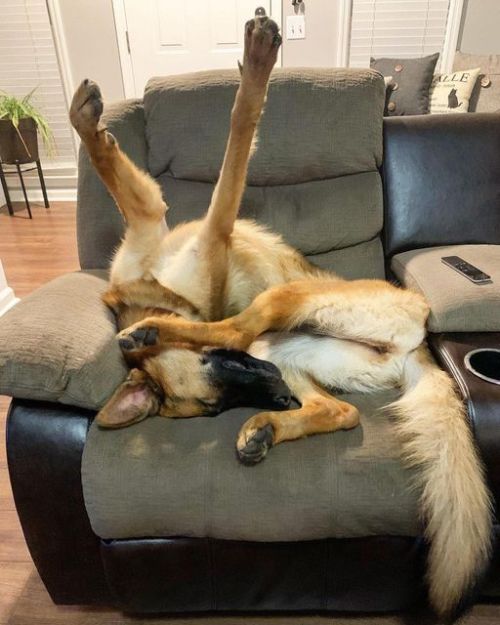 everythingfox:  “When assembling your dog