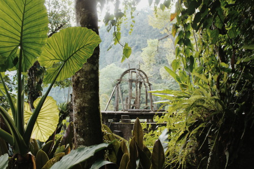 venus-garden: secret corners of Las Pozas, Xilitla flickr / vscogrid / instagram  (please keep the c