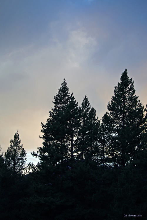 A Subtle Sky: Conifers stand tall on the skyline, Custer-Gallatin National Forest, Montanaby riverwi