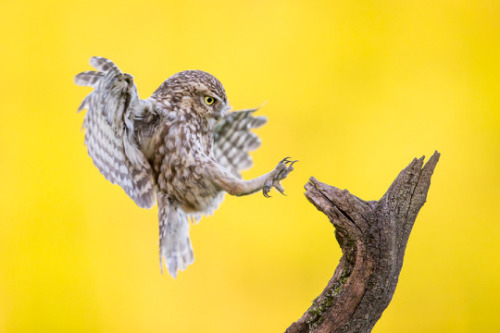 drxgonfly - Little Owl (byIan Schofield)