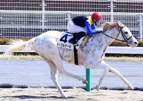 all-the-horses:Marble CakeKing Kamehameha x ShirayukihimeThoroughbred, MareBorn 2011This racehorse w