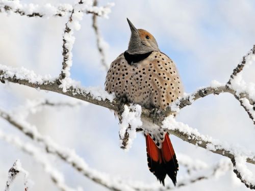 earthlynation:Snow BirdPhotograph by P. Vaudry, National Geographic Your ShotDuring a milder Februar