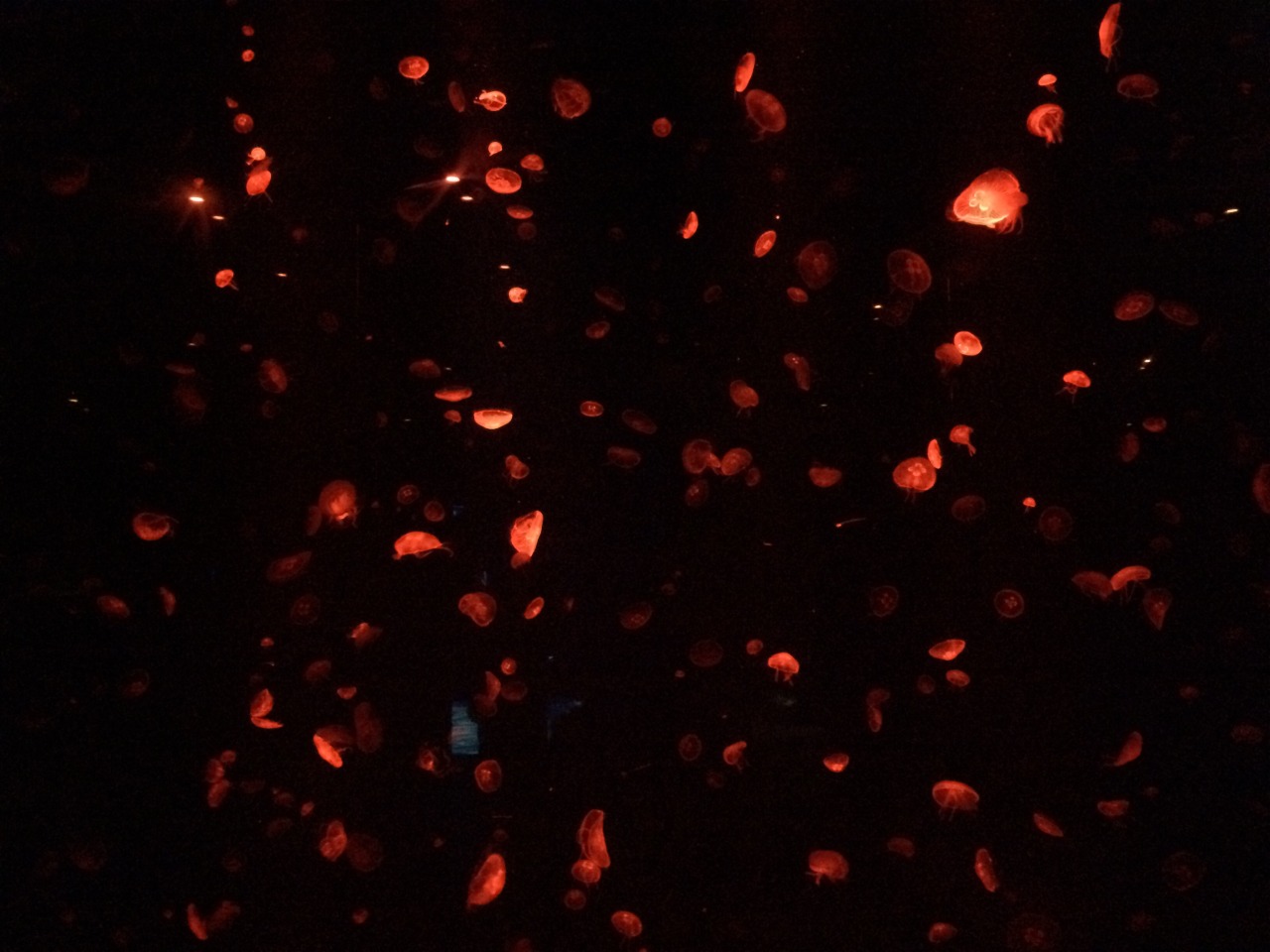 mtvcalum:  under the sea