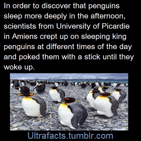 ultrafacts:  pizzaismylifepizzaisking:  doctor-need-some-pie:  ultrafacts:   Sources: 1 2 3/3 4 5 6 7 8 9 10 Follow Ultrafacts for more facts   This is just so cute     