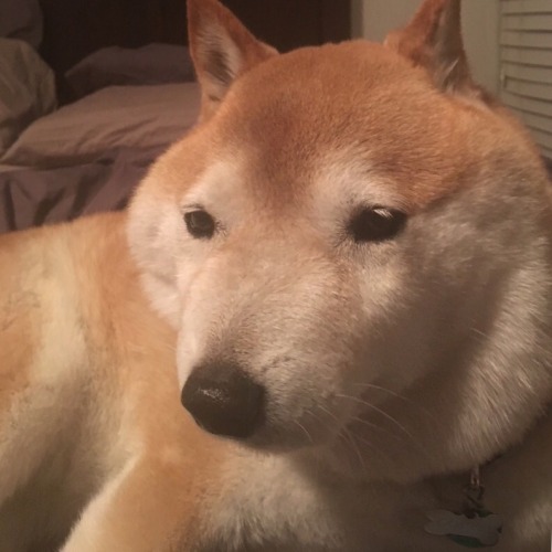 Porn photo fat doggo