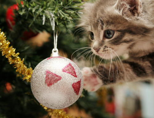 adelphicoracle: ainawgsd: Christmas Cats Adorable ornaments