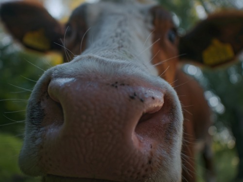 klaascows:Boop.Love is the best scent #33.