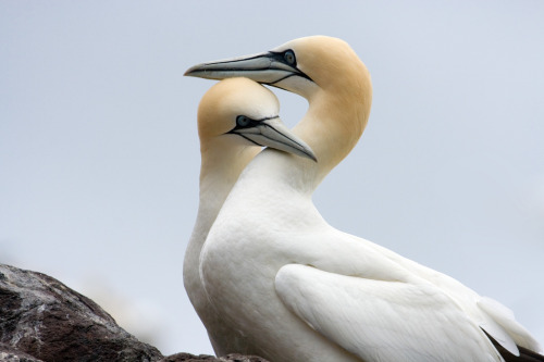 Northern Gannet (Sula bassana) &gt;&gt;by Keith Marshall