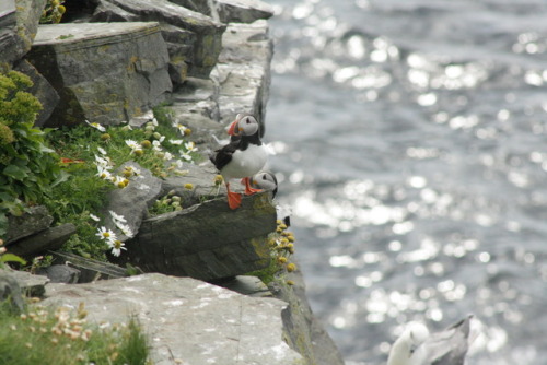 crisscrosscutout:A puffin scrutinising me, while being scrutinised by a Northern Fulmar XD