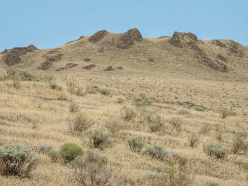 Sage Scrub near McNary Dam, Benton County, Washington, 2014.