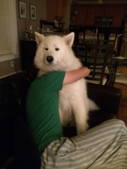 skookumthesamoyed:  Skookum reluctantly accepts a hug