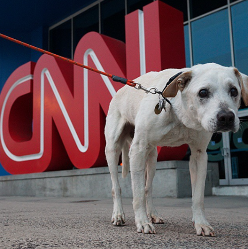 n1ghtwanderer:  Thomas Neil Rodriguez may be the best dog owner ever. When vets told him his elderly dog Poh, a pitbull-lab mix he adopted in 1999, had just days to live, the New York-born Rodriguez and his fiancée decided to take the mutt on an epic