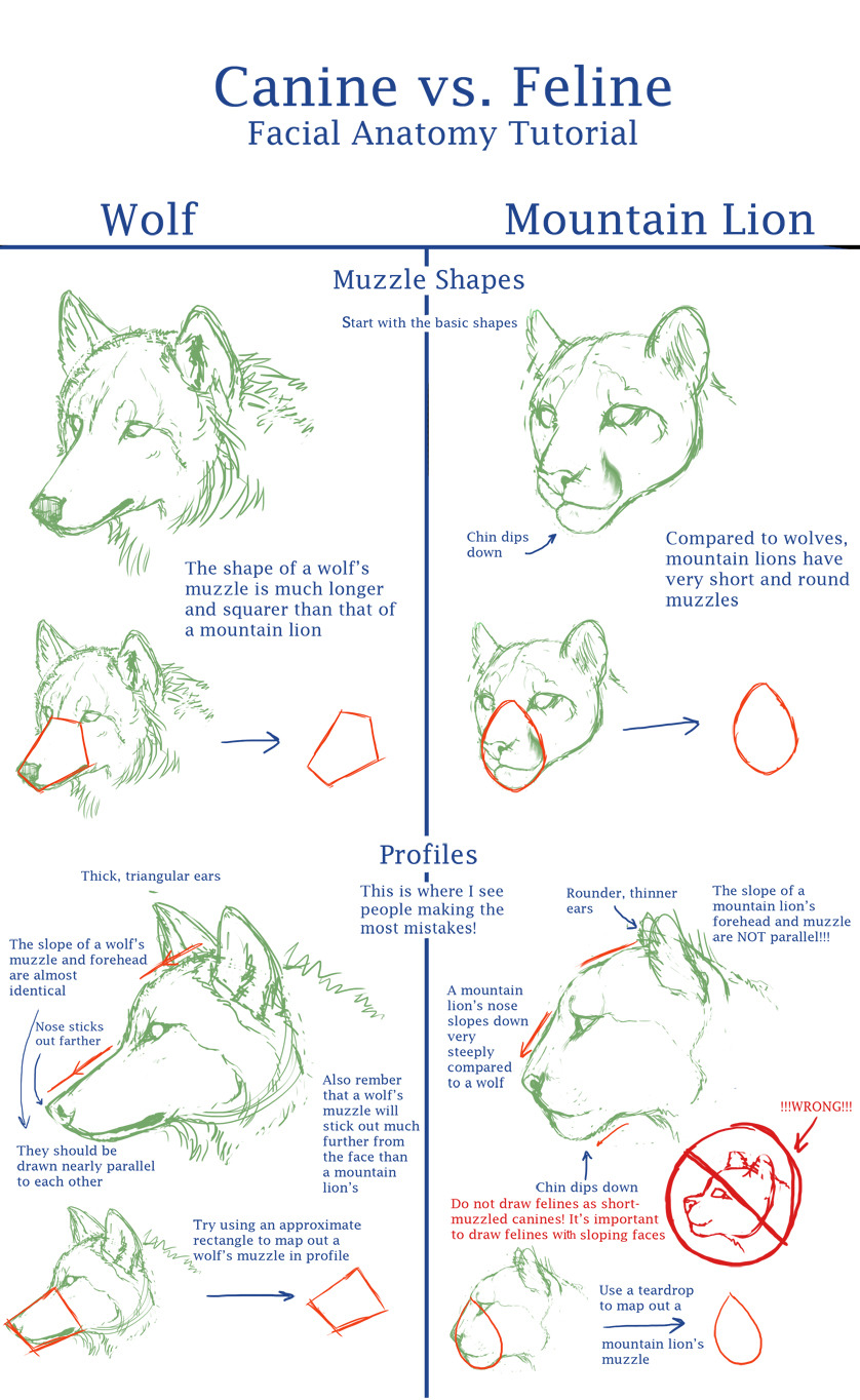 helpyoudraw:  Canine v. Feline Anatomy Tuts by Daesiy from DeviantArt 