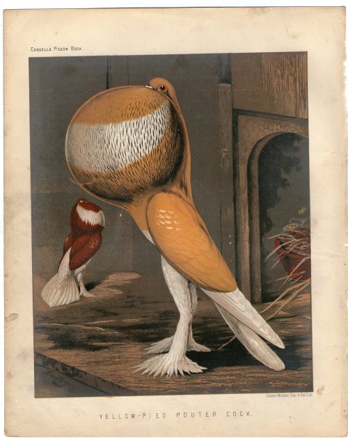 late 19th century illustrations of Pigeon breeds