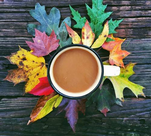 sitarabird:  Hello, Autumn. ☕️🍂🌾 porn pictures