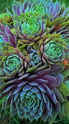 shelovesplants:  Beautiful succulent life🌵🙏 