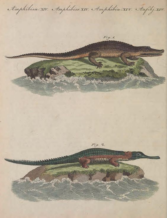 nemfrog:  Fig. 1. “The  Alligator or American Crocodile is from 30 to 40 feet