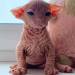 iloveurcat:1eos:ppl on fb were being so mean to this baby and i got so sad&hellip;