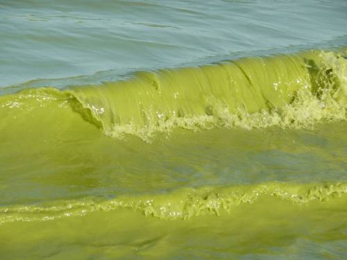 Predicting the BloomsDuring a particularly bad algal bloom in the summer of 2014, residents of Toled