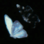 starvinrexia
