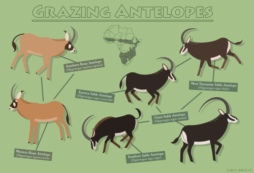 Bovidae (Antelopes, Cattle, and Goat-Antelopes)*didn’t include ranges for arabian or scimitar 