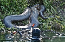 gwallamama:  unexplained-events:Franco Banfi A swiss diver, captured these pictures of one of the six anacondas he saw on his 10 day trip to Mato Grosso in Brazil. This one was about 26-feet long. “At the first moment it’s scary because you don’t