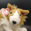 sunny-collie