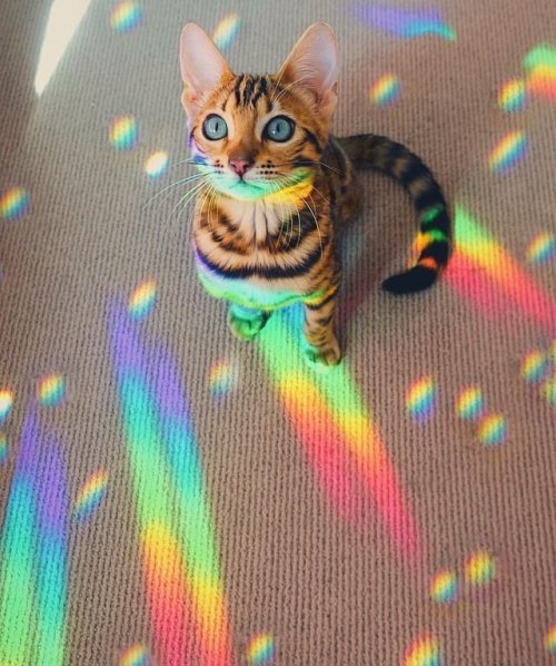 aww-so-pretty:The gay catToygers are such beauties!