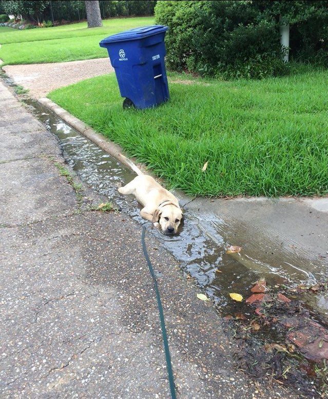 babyanimalgifs:today’s mood: sad pupper lying down in a puddle