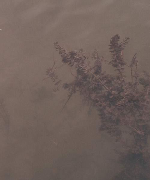 Seaweed in Jollas beach, Helsinki, Finland. November 2018.