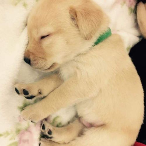 Update on pup. #labrador #laboftheday #puppy #labrdorpuppy
