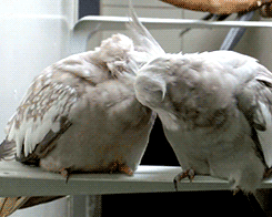honpun:tootricky:Snuggling cockatiels (source)omg