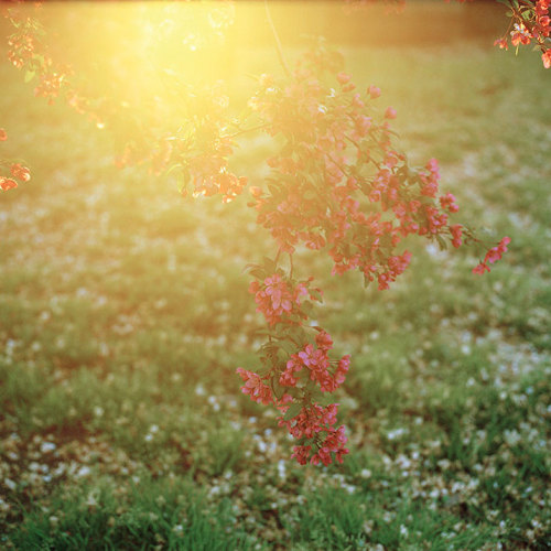 bobbycaputo:  Spring Has Sprung New York City-based photographer Darcy Rogers makes lovely, sweet images of oceans, beaches, spaces and personal objects in square format. She’s also been photographing blossoming branches in spring sunlight. Her series,