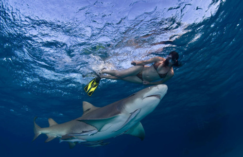 awkwardsituationist:  lesley rochat, who runs afrioceans conservation alliance in south africa, is photographed by mark ellis swimming in the bahamas with tiger sharks, considered one of the most dangerous species in the world, to help change this public