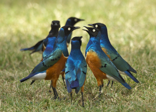 thalassarche:Superb Starlings (Lamprotornis superbus) - photo by Berit Christophersen