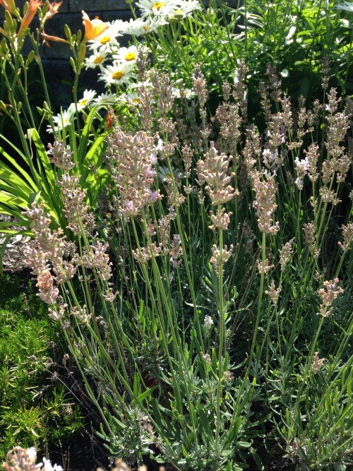 7.15.16 - Purple and pink lavender. I didn’t even know pink lavender existed! A cool alternati