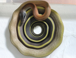 rainbowsnakes:  butthurtherpetologist:  sleepysnakes:  alltailnolegs:  Rosalind reminding us all about Uzumaki.  N-not Uzumaki…. *sweats nervously*  I really love the weird bunching that Asiatic ratsnakes do with their spines, its so weird.  nooo I