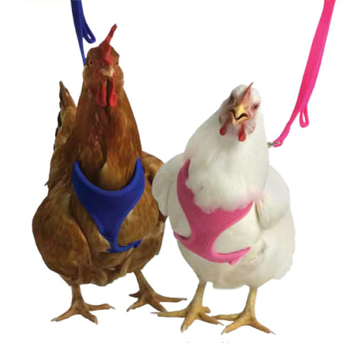hughhighlander:chicken harnesses.
