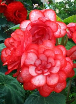 flowersgardenlove:  Begonias… Beautiful