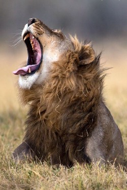 wolverxne:  The Yawn by Hendri Venter 